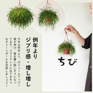 観葉植物 リプサリス 室内 おしゃれ もさもさ...の詳細画像2