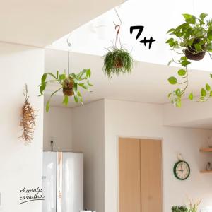 観葉植物 リプサリス 室内 おしゃれ もさもさ...の詳細画像3