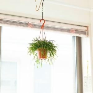 観葉植物 リプサリス 室内 おしゃれ もさもさ...の詳細画像5