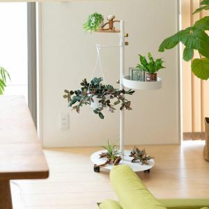 観葉植物 種類 室内 おしゃれ 吊り下げ ハン...の詳細画像1