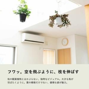 観葉植物 種類 室内 おしゃれ 吊り下げ ハン...の詳細画像2