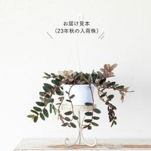 観葉植物 種類 室内 おしゃれ 吊り下げ ハン...の詳細画像4