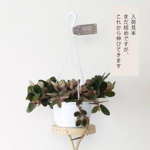 観葉植物 種類 室内 おしゃれ 吊り下げ ハン...の詳細画像3