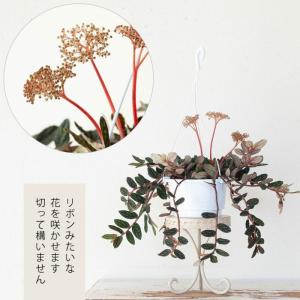 観葉植物 種類 室内 おしゃれ 吊り下げ ハン...の詳細画像5
