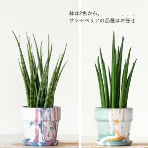 観葉植物 種類 室内 おしゃれ 鉢 インテリア...の詳細画像5