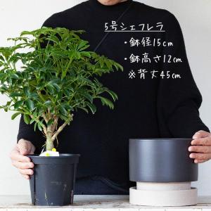 鉢 植木鉢 陶器 おしゃれ 室内 モダン 個性...の詳細画像3