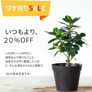 観葉植物 種類 室内 おしゃれ 訳あり パンダガ...の商品画像