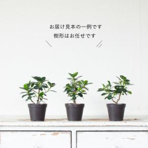 観葉植物 種類 室内 おしゃれ 訳あり パンダ...の詳細画像2