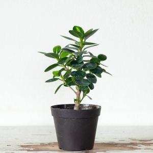 観葉植物 種類 室内 おしゃれ 訳あり パンダ...の詳細画像3