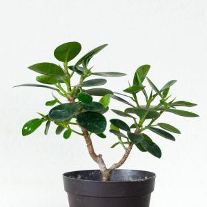 観葉植物 種類 室内 おしゃれ 訳あり パンダ...の詳細画像4
