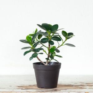 観葉植物 種類 室内 おしゃれ 訳あり パンダ...の詳細画像5