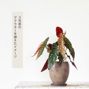 鉢 植木鉢 陶器 おしゃれ 室内 鉢カバー カ...の詳細画像5
