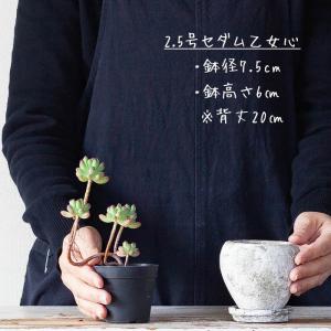 鉢 植木鉢 セメント おしゃれ 丸みが可愛いア...の詳細画像2