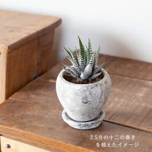 鉢 植木鉢 セメント おしゃれ 丸みが可愛いア...の詳細画像3