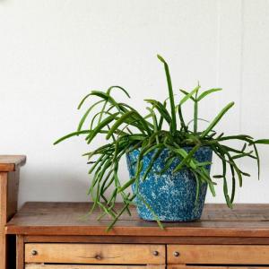 鉢 植木鉢 テラコッタ 室内 おしゃれ クレヨ...の詳細画像2