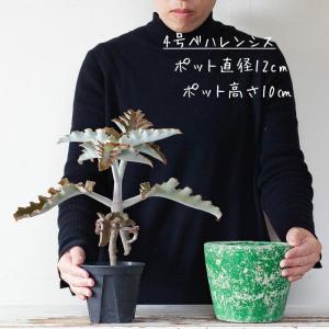 鉢 植木鉢 テラコッタ 室内 おしゃれ クレヨ...の詳細画像3