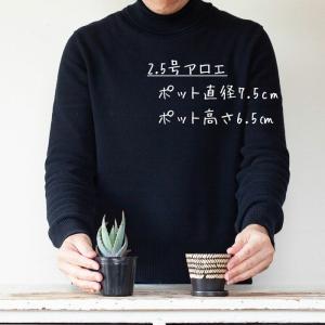 鉢 植木鉢 陶器 室内 おしゃれ セラミック ...の詳細画像4