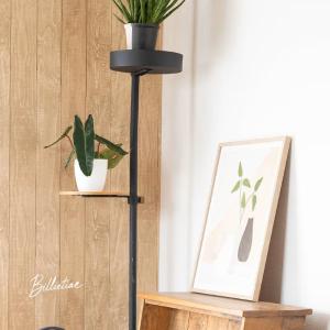 観葉植物 室内 おしゃれ フィロデンドロン・ビ...の詳細画像2