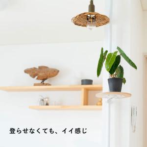 観葉植物 室内 おしゃれ フィロデンドロン・ビ...の詳細画像3