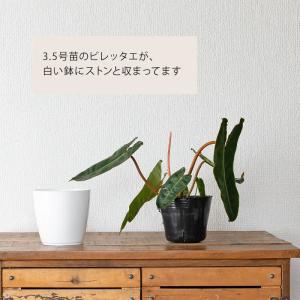 観葉植物 室内 おしゃれ フィロデンドロン・ビ...の詳細画像4