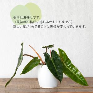 観葉植物 室内 おしゃれ フィロデンドロン・ビ...の詳細画像5