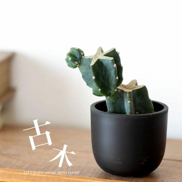 多肉 サボテン 観葉 ジグザグ柱サボテン。丸っこい、可愛い鉢に植えて（ブランチ仕立て）鉢植え