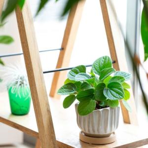 鉢 植木鉢 陶器鉢おしゃれ 室内 鉢カバー 背...の詳細画像1