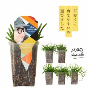 リプサリス(通称:まゆサリス)in根が見えるス...の詳細画像1