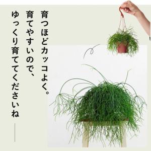 リプサリス(通称:まゆサリス)in根が見えるス...の詳細画像4