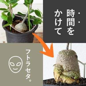 観葉植物 火星人 【写真で選べる】いい感じに太...の詳細画像1