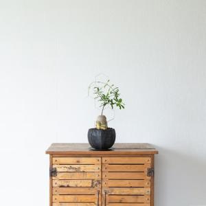 観葉植物 火星人 【写真で選べる】いい感じに太...の詳細画像4