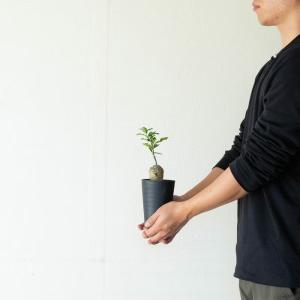 観葉植物 火星人 【写真で選べる】いい感じに太...の詳細画像5