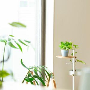 観葉植物 ポトス 室内 おしゃれ 水やり簡単!...の詳細画像1