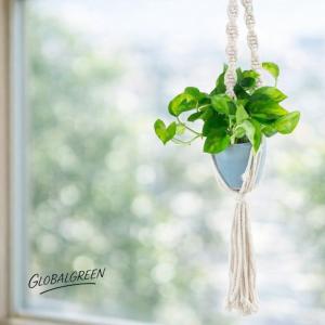 観葉植物 ポトス 室内 おしゃれ 水やり簡単!...の詳細画像2