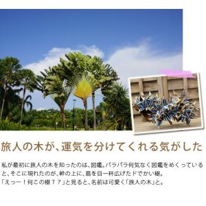 観葉植物 おしゃれ 種類 室内 インテリア テ...の詳細画像5