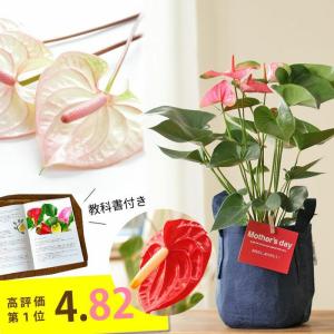 母の日 ギフト お花 小松さんのアンスリウム 同梱不可商品・観葉植物 お母さん 人気 2026 鉢植え 鉢花 花鉢 Mother's Day 選べる 品種