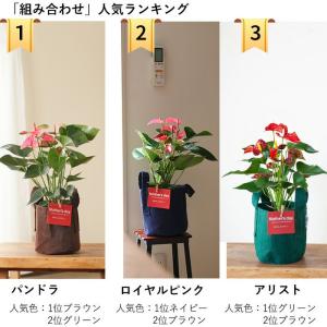 母の日 ギフト お花 小松さんのアンスリウム ...の詳細画像1