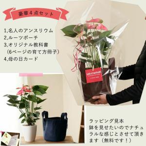 母の日 ギフト お花 小松さんのアンスリウム ...の詳細画像2