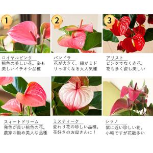 母の日 ギフト お花 小松さんのアンスリウム ...の詳細画像3