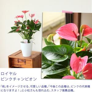 母の日 ギフト お花 小松さんのアンスリウム ...の詳細画像4