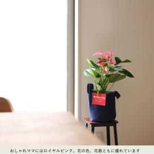 母の日 ギフト お花 小松さんのアンスリウム ...の詳細画像5