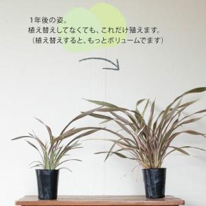 観葉植物 種類 屋外 おしゃれ 庭 ガーデニン...の詳細画像5