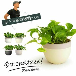 有名農家の観葉植物を、北欧鉢に植えました今の旬...の詳細画像2