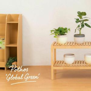 有名農家の観葉植物を、北欧鉢に植えました今の旬...の詳細画像4