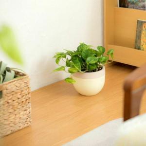 有名農家の観葉植物を、北欧鉢に植えました今の旬...の詳細画像3