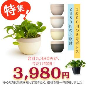 有名農家の観葉植物を、北欧鉢に植えました今の旬...の詳細画像1