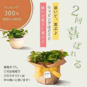 有名農家の観葉植物を、北欧鉢に植えました今の旬...の詳細画像5