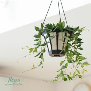 観葉植物 種類 室内 おしゃれ ぶら下げ ハンギ...の商品画像
