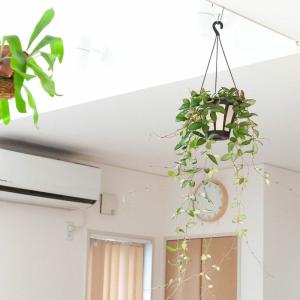観葉植物 種類 室内 おしゃれ ぶら下げ ハン...の詳細画像1