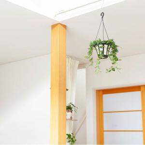 観葉植物 種類 室内 おしゃれ ぶら下げ ハン...の詳細画像2